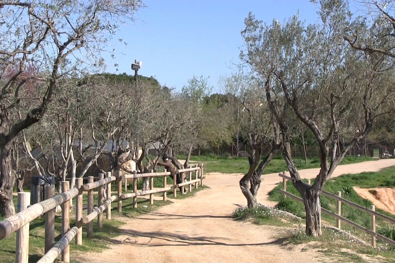 Una zona del bosquet de Ca n'Oriol