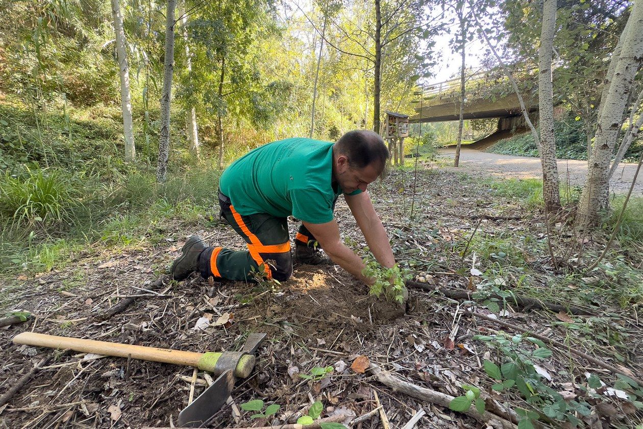 Les tasques de plantació s’estan duent a terme aquests dies