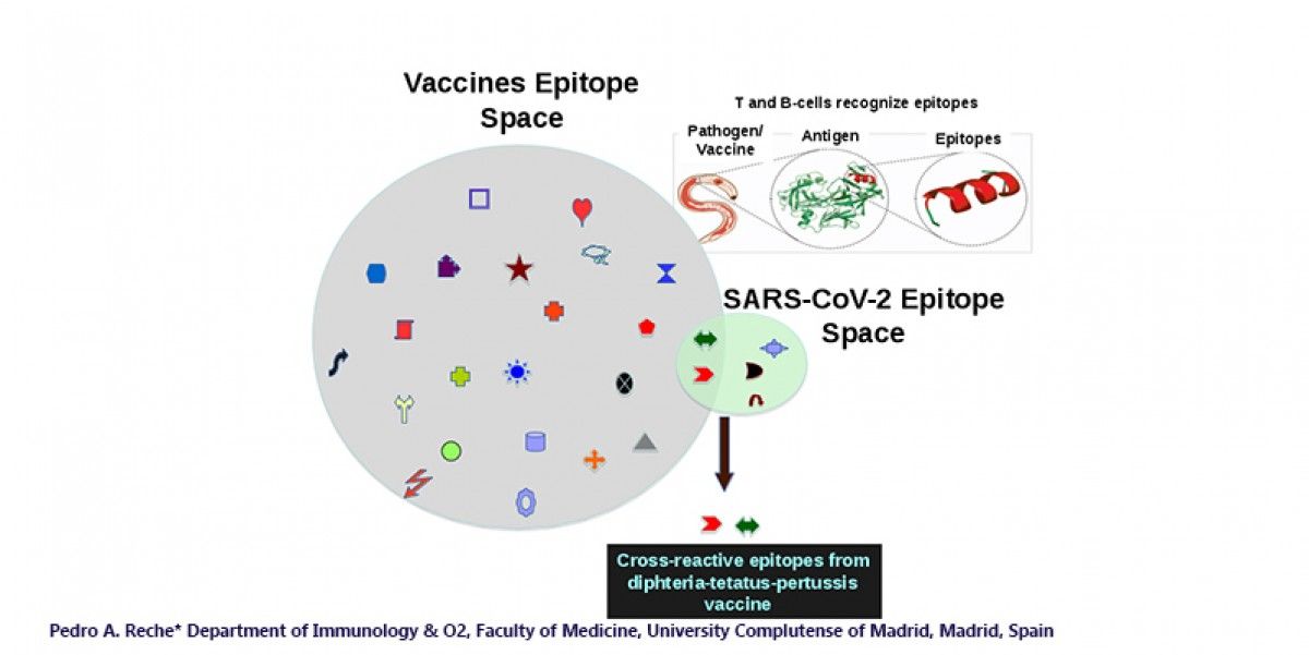 La vacuna DTP, eficaç contra el coronavirus?