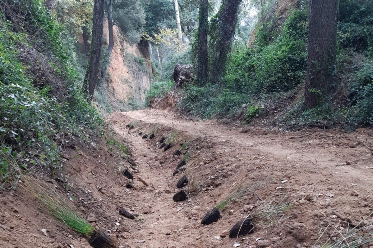 Algunes de les 3.000 plantes que es plantaran a la zona.